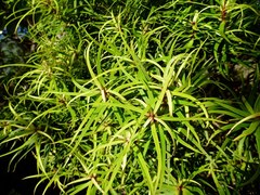 Myrsine linearifolia