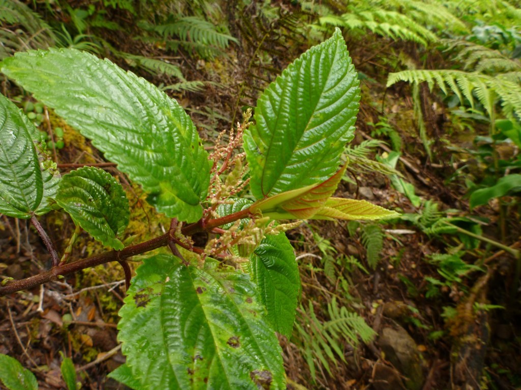 Boehmeria grandis