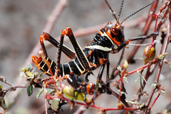 Tropidacris collaris