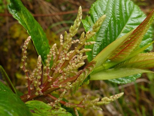 Boehmeria grandis