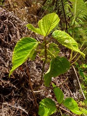 Touchardia latifolia