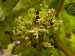 Touchardia latifolia