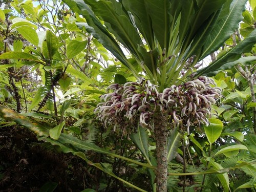Cyanea coriacea