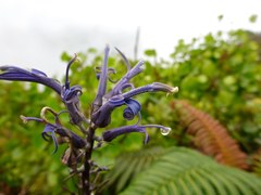 Lobelia hypoleuca