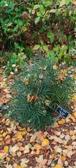 Berberis eurybracteata