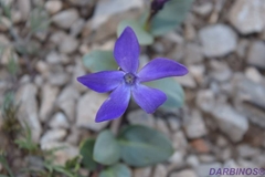 Vinca herbacea
