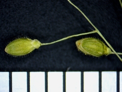 Dichanthelium boreale