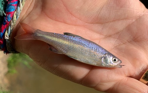 Redfin shiner (Lythrurus umbratilis) — Cyprinidae — 3