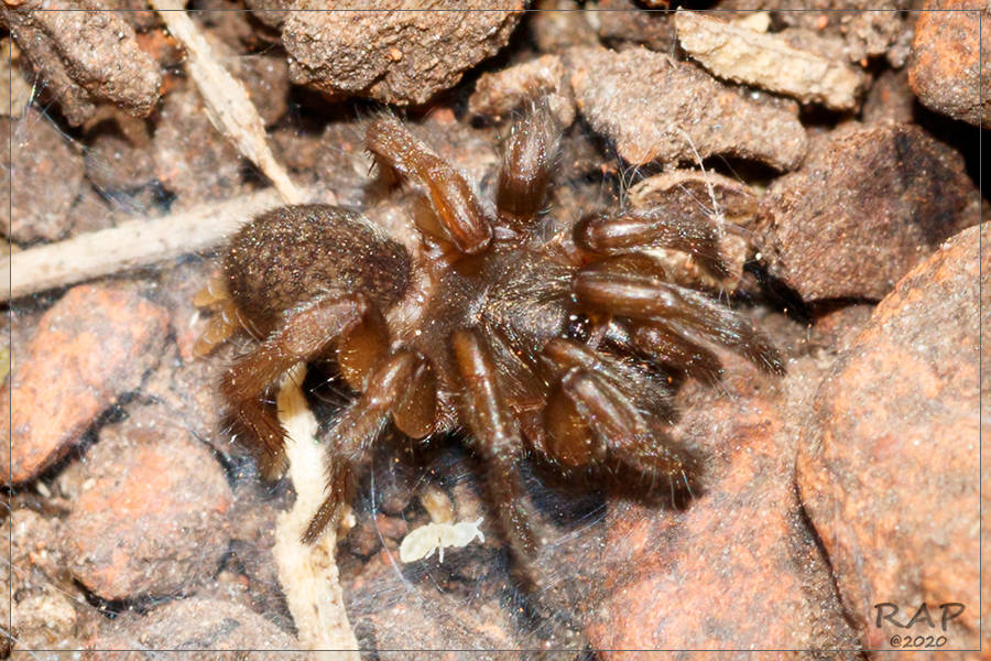 Stenoterommata platensis