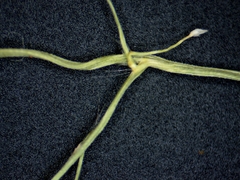 Dichanthelium boreale