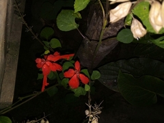 Salvia splendens