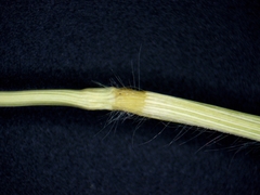 Dichanthelium boreale