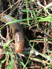 Arionidae