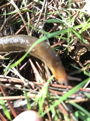 Arionidae