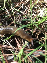 Arionidae