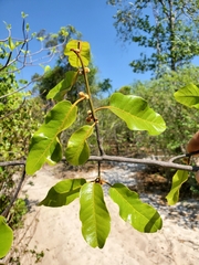 Capurodendron