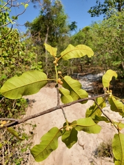 Capurodendron