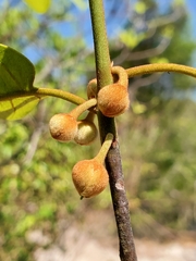 Capurodendron