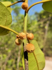 Capurodendron