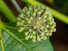 Fatsia