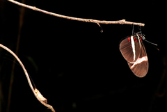 Heliconius erato phyllis
