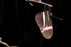 Heliconius erato phyllis