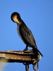 Phalacrocorax carbo