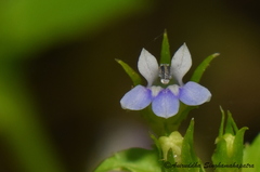 Lobelia alsinoides