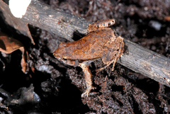 Physalaemus crombiei