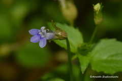 Lobelia alsinoides