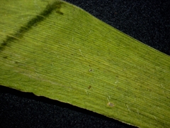 Dichanthelium boreale