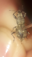 Pantomorus albosignatus