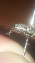 Pantomorus albosignatus