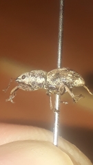 Pantomorus albosignatus