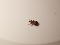 Ixapion variegatum