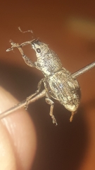 Pantomorus albosignatus