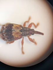 Ixapion variegatum
