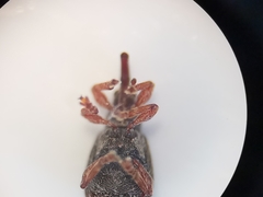 Ixapion variegatum