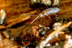 Pogonognathellus flavescens