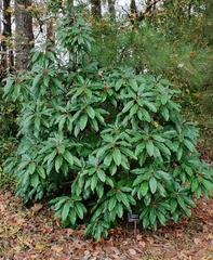 Daphniphyllum macropodum