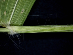 Dichanthelium boreale