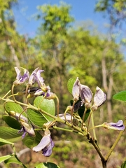 Mundulea sericea