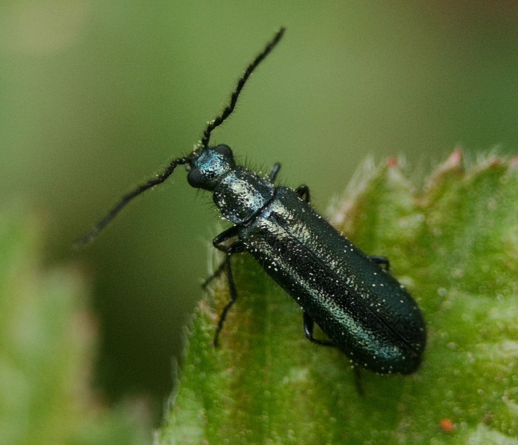 Dasytes caeruleus, photo 1 of 7