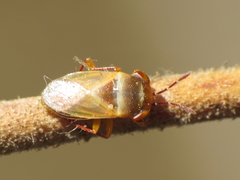 Geocoris megacephalus