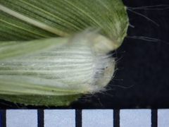 Dichanthelium boreale