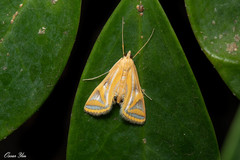 Eoophyla conjunctalis