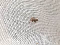 Sitona lineatus