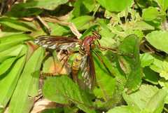 Blepharepium annulatum