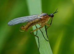 Empis trigramma