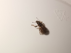 Sitona lineatus